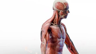 Anatomi Kas Dokuları Büyüme, Tıbben doğru kas yapısı, vücut geliştirme veya halter eğitimi, atlet vücudu, vücut geliştirme spor malzemeleri, göğüs ve omuzlar ve karın kasları, 3D