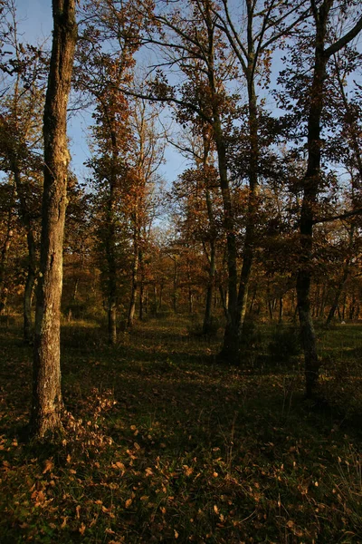 Zonguldak Golevic Florestas Turquia — Fotografia de Stock