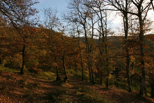 Δάση Zonguldak Golevic Τουρκια — Φωτογραφία Αρχείου