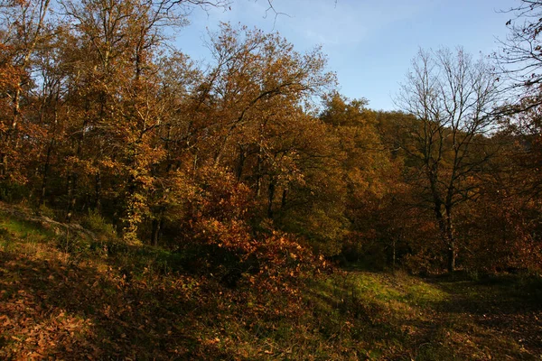 Δάση Zonguldak Golevic Τουρκια — Φωτογραφία Αρχείου