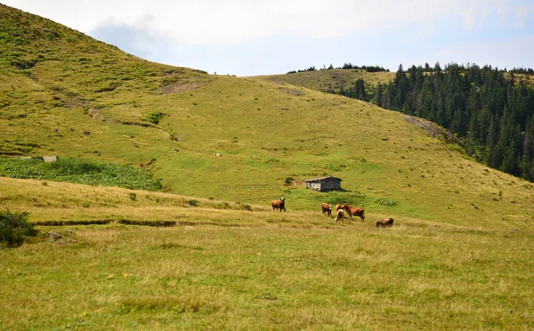 Gito Plateau Který Nachází Rize Turecko Jednou Nejdůležitějších Plošin Regionu — Stock fotografie