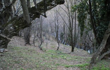 Yalova, Türkiye 'de yer alan Su Dusen Şelalesi, bölgenin korunan bölgelerinden biri..