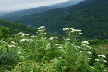 Yalova ve Doğa - TURKEY