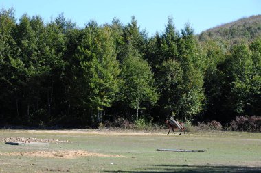 Karlik Platosu - Yalova - TURKEY