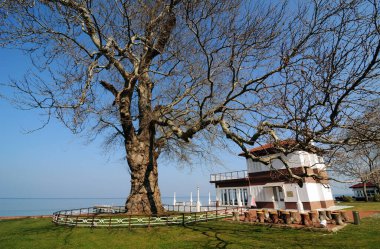 Tarihi Yürüyen Konak ve Tarihi Sycamore Ağacı