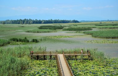 Türkiye 'nin Dzce kentinde yer alan Efteni Gölü, bölgenin önemli bir sazlık gölüdür..