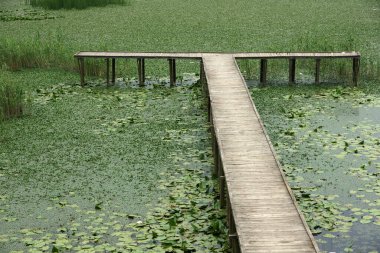 Türkiye 'nin Dzce kentinde yer alan Efteni Gölü, bölgenin önemli bir sazlık gölüdür..