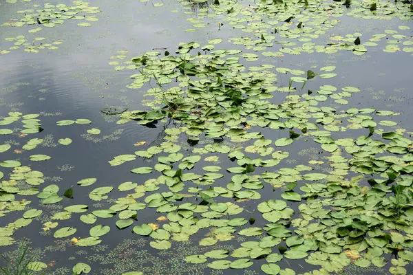Türkiye 'nin Dzce kentinde yer alan Efteni Gölü, bölgenin önemli bir sazlık gölüdür..