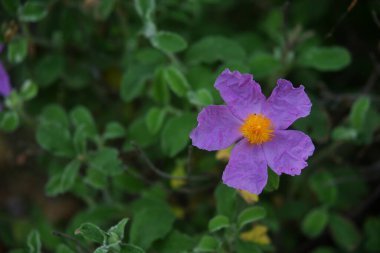 Kelebek ve Çiçekler - TÜRKÇE