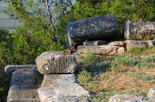 Antik Priene Kenti Aydn Türkiye Bulunan Antik Bir Şehirdir — Stok fotoğraf