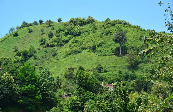 Tea Farming Comune Nei Villaggi Rize Turchia — Foto Stock