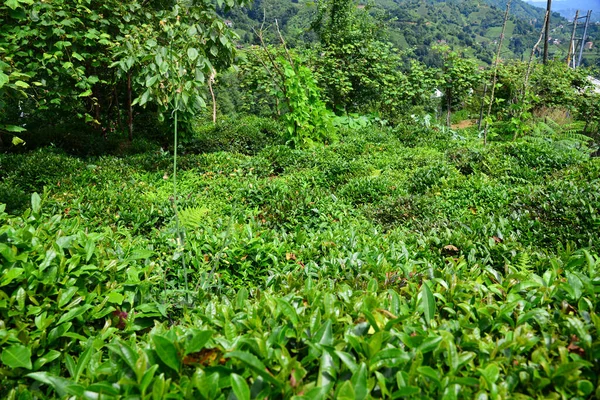 Tea Farming Comune Nei Villaggi Rize Turchia — Foto Stock
