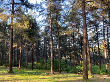 Samlar Doğa Parkı İstanbul, Türkiye 'de