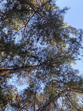 Samlar Doğa Parkı İstanbul, Türkiye 'de