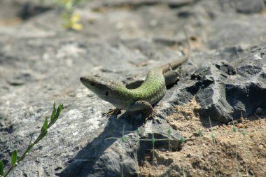 Lizzard, İstanbul, Türkiye.