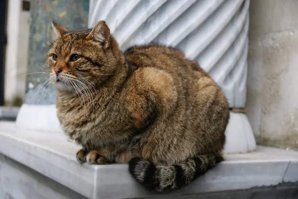Stanbul Türkiye Dinlenen Sevimli Bir Kedi — Stok fotoğraf