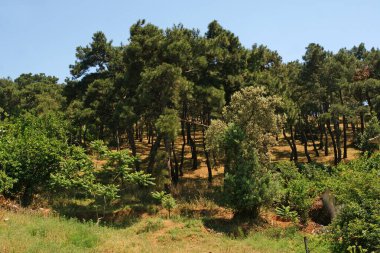 Büyükkada, İstanbul, Türkiye.