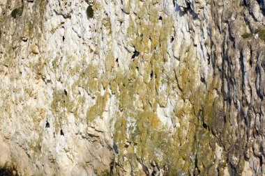 İstanbul 'da kayalıklarda bekleyen karabatak kuşları