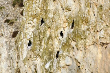 İstanbul 'da kayalıklarda bekleyen karabatak kuşları