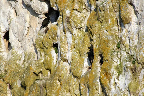 Cormorant Birds Waiting Rocks Istanbul Turkey — Stock Photo, Image