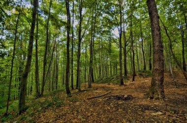 İstanbul, Türkiye 'deki Belgrad Ormanı.
