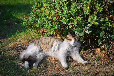 Istanbuli Türkiye 'de Avcilar
