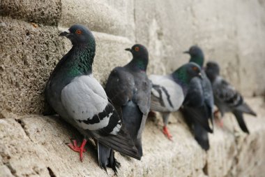 İstanbul, Türkiye 'de güvercin manzarası.