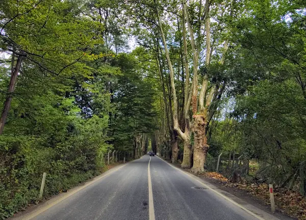 İstanbul, Türkiye 'deki Belgrad Ormanı.