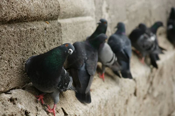 İstanbul, Türkiye 'de güvercin manzarası.