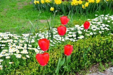 İstanbul 'dan çiçek görünümü