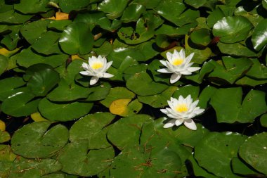 İstanbul, Türkiye 'den çiçek manzarası.