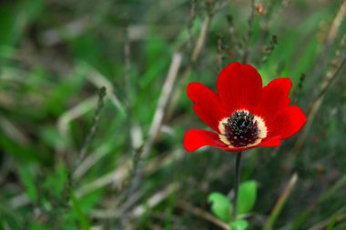 İstanbul, Türkiye 'den çiçek manzarası.