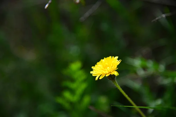 Stanbul Dan Çiçek Görünümü — Stok fotoğraf