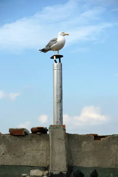Seagull View Istanbul Turkey — Stock Photo, Image