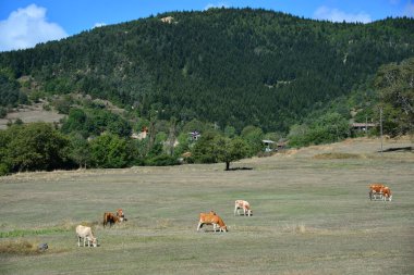 Savsat, Artvin, Türkiye 'de kırsal alanlarda otlayan hayvanlar.