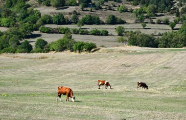Savsat, Artvin, Türkiye 'de kırsal alanlarda otlayan hayvanlar.