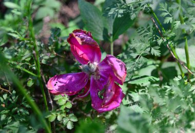 Türkiye 'nin Balikesir ilinde yer alan Kaz Dağları, zengin bitki örtüsü ve el değmemiş doğasıyla ülkenin en önemli dağıdır..