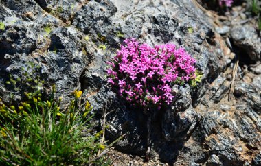 Türkiye 'nin Balikesir ilinde yer alan Kaz Dağları, zengin bitki örtüsü ve el değmemiş doğasıyla ülkenin en önemli dağıdır..