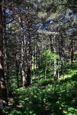 Türkiye 'nin Balikesir ilinde yer alan Kaz Dağları, zengin bitki örtüsü ve el değmemiş doğasıyla ülkenin en önemli dağıdır..
