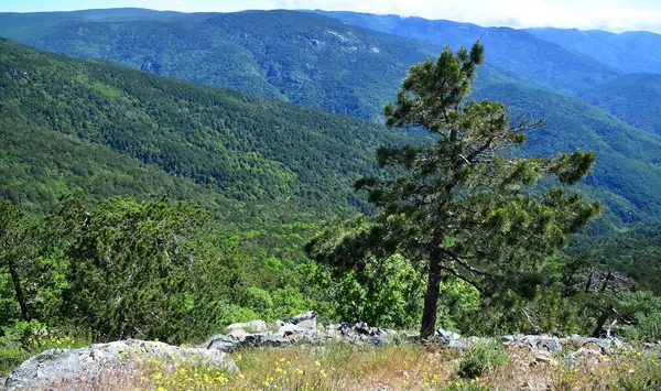 Türkiye 'nin Balikesir ilinde yer alan Kaz Dağları, zengin bitki örtüsü ve el değmemiş doğasıyla ülkenin en önemli dağıdır..