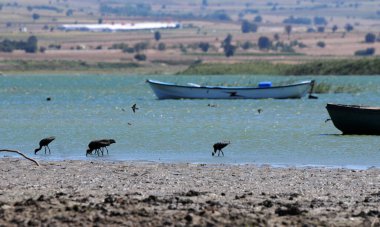 A view from the Manyas Lake Bird Sanctuary in Balikesir, Turkey clipart