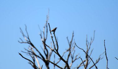 Türkiye 'nin Balikesir kentindeki Manyas Gölü Kuş Sığınağı manzarası