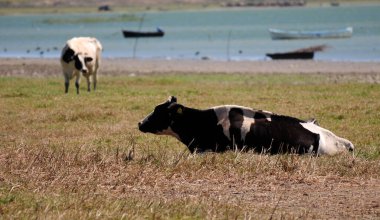 Türkiye 'nin Balikesir kentindeki Manyas Gölü Kuş Sığınağı manzarası