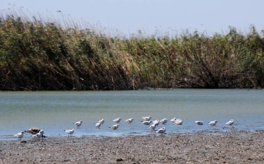 A view from the Manyas Lake Bird Sanctuary in Balikesir, Turkey clipart