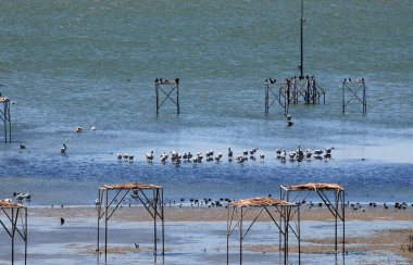 A view from the Manyas Lake Bird Sanctuary in Balikesir, Turkey clipart