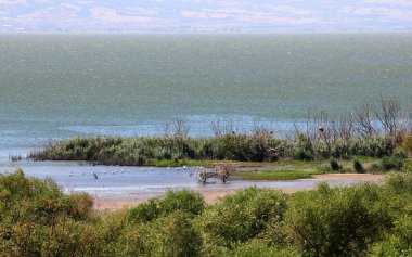 Türkiye 'nin Balikesir kentindeki Manyas Gölü Kuş Sığınağı manzarası