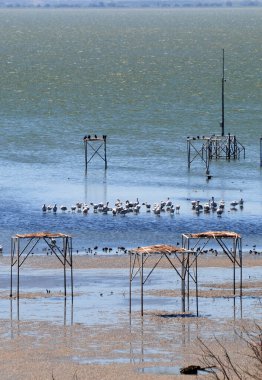 A view from the Manyas Lake Bird Sanctuary in Balikesir, Turkey clipart