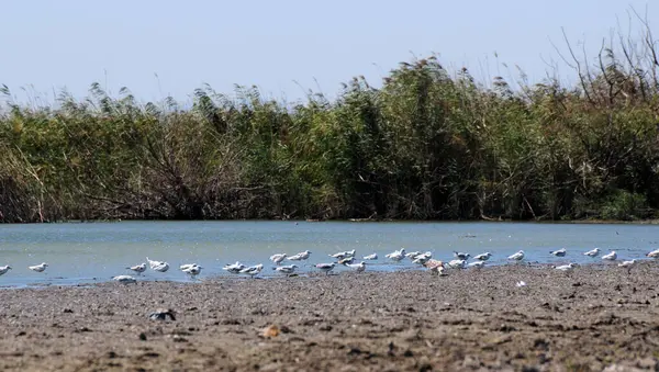 stock image A view from the Manyas Lake Bird Sanctuary in Balikesir, Turkey