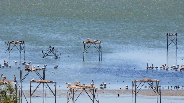 Türkiye 'nin Balikesir kentindeki Manyas Gölü Kuş Sığınağı manzarası