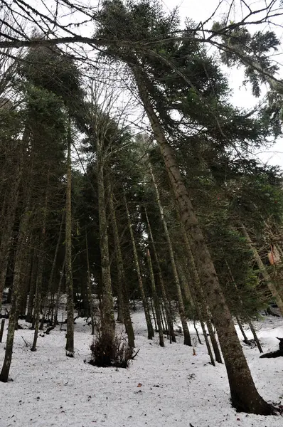 Türkiye 'nin Bolu kentindeki Abant Gölü